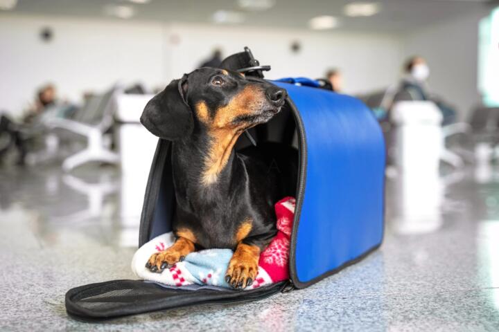 What New Rules on Traveling With Pets Mean for Owners